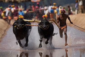 Kambala 